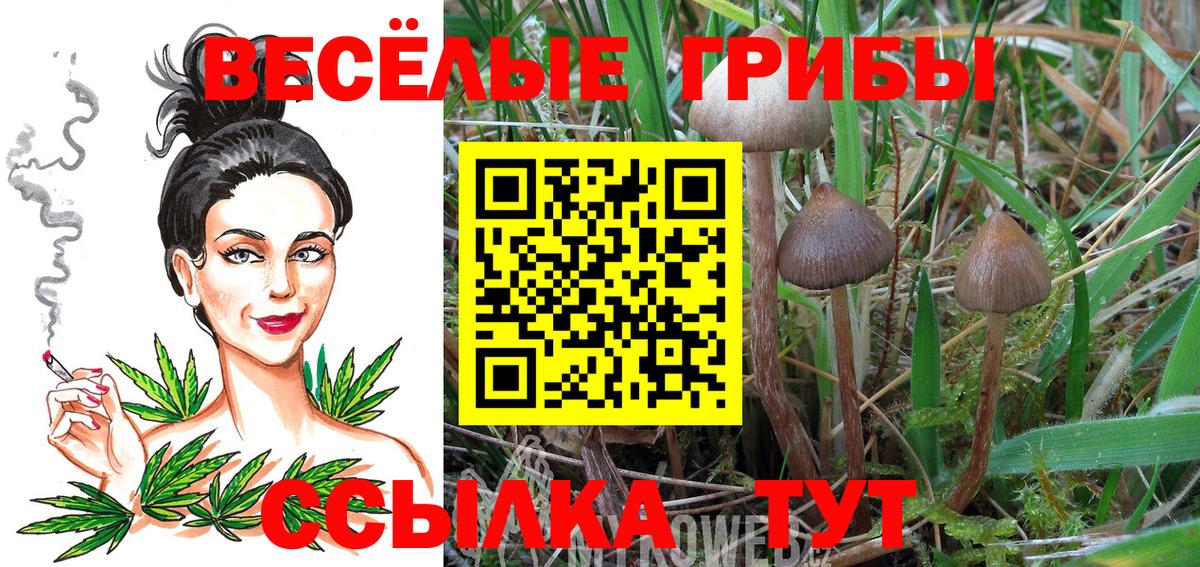 Псилоцибиновые грибы Psilocybine cubensis Качканар